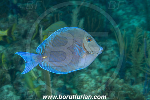Jardines de la Reina, Cuba, Caribbean sea, Atlantic ocean, Acanthurus coeruleus, Acanthurus, Acanthuridae, Blue tang, Surgeonfish, Fish