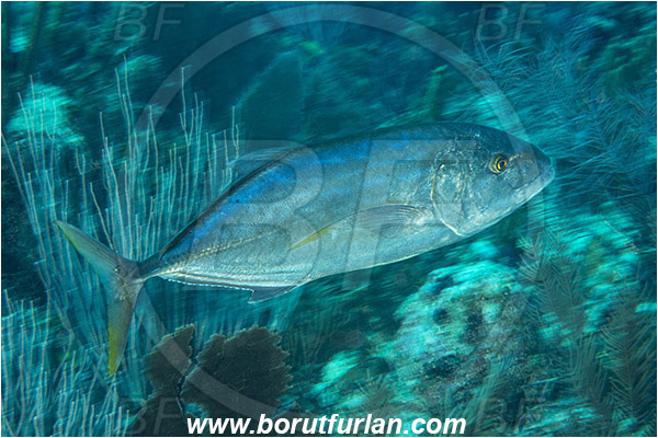 Jardines de la Reina, Cuba, Caribbean sea, Atlantic ocean, Carangoides bartholomaei, Carangoides, Carangidae, Yellow jack, Trevally, Jack, Fish