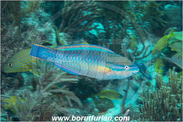 Jardines de la Reina, Cuba, Caribbean sea, Atlantic ocean, Scarus taeniopterus, Scarus, Scaridae, Princess Parrotfish, Parrotfish, Fish