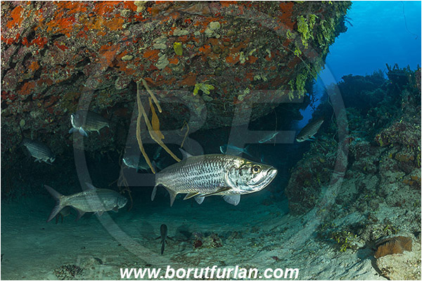 Jardines de la Reina, Cuba, Caribbean sea, Atlantic ocean, Megalops atlanticus, Megalops, Megalopidae, Atlantic tarpon, Tarpon, Fish, Fish school, Reef, Cave