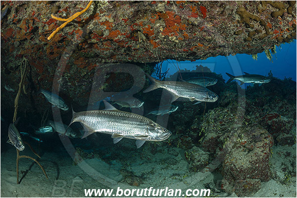 Jardines de la Reina, Cuba, Caribbean sea, Atlantic ocean, Megalops atlanticus, Megalops, Megalopidae, Atlantic tarpon, Tarpon, Fish, Fish school, Reef, Cave