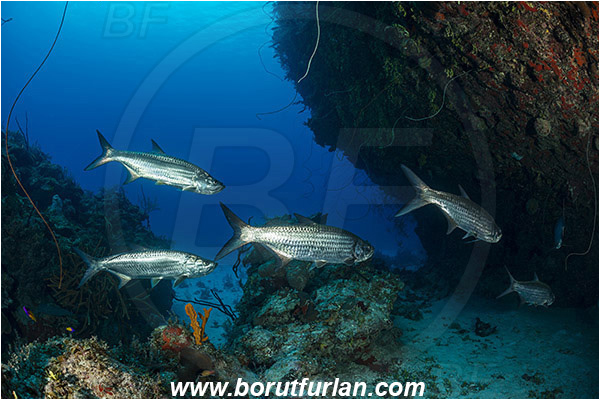Jardines de la Reina, Cuba, Caribbean sea, Atlantic ocean, Megalops atlanticus, Megalops, Megalopidae, Atlantic tarpon, Tarpon, Fish, Fish school, Reef, Cave