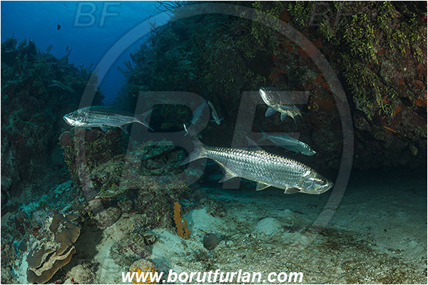 Jardines de la Reina, Cuba, Caribbean sea, Atlantic ocean, Megalops atlanticus, Megalops, Megalopidae, Atlantic tarpon, Tarpon, Fish, Fish school, Reef, Cave