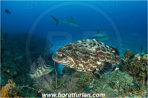 Jardines de la Reina, Cuba, Caribbean sea, Atlantic ocean, Mycteroperca bonaci, Mycteroperca, Serranidae, Black grouper, Grouper, Fish, Reef, Carcharhinus perezii, Carcharhinus, Carcharhinidae, Elasmobranchii, Caribbean reef shark, Shark