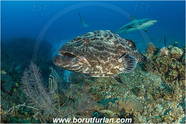 Jardines de la Reina, Cuba, Caribbean sea, Atlantic ocean, Mycteroperca bonaci, Mycteroperca, Serranidae, Black grouper, Grouper, Fish, Reef, Carcharhinus perezii, Carcharhinus, Carcharhinidae, Elasmobranchii, Caribbean reef shark, Shark
