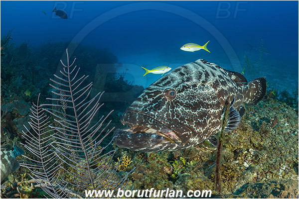 Jardines de la Reina, Cuba, Caribbean sea, Atlantic ocean, Mycteroperca bonaci, Mycteroperca, Serranidae, Black grouper, Grouper, Fish, Reef