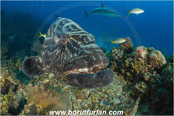Jardines de la Reina, Cuba, Caribbean sea, Atlantic ocean, Mycteroperca bonaci, Mycteroperca, Serranidae, Black grouper, Grouper, Fish, Reef, Portrait, Carcharhinus perezii, Carcharhinus, Carcharhinidae, Elasmobranchii, Caribbean reef shark, Shark