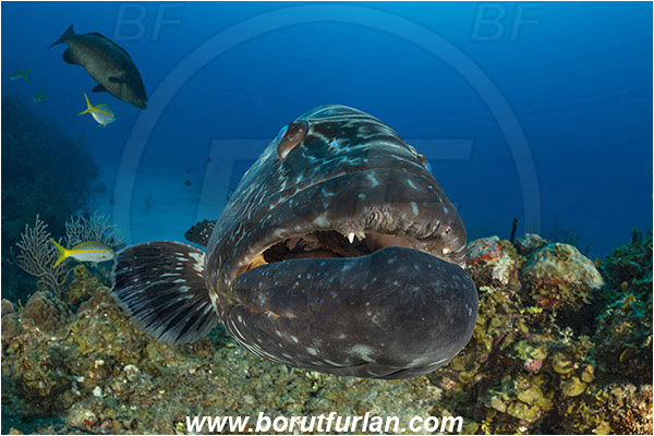 Jardines de la Reina, Cuba, Caribbean sea, Atlantic ocean, Mycteroperca bonaci, Mycteroperca, Serranidae, Black grouper, Grouper, Fish, Reef, Portrait