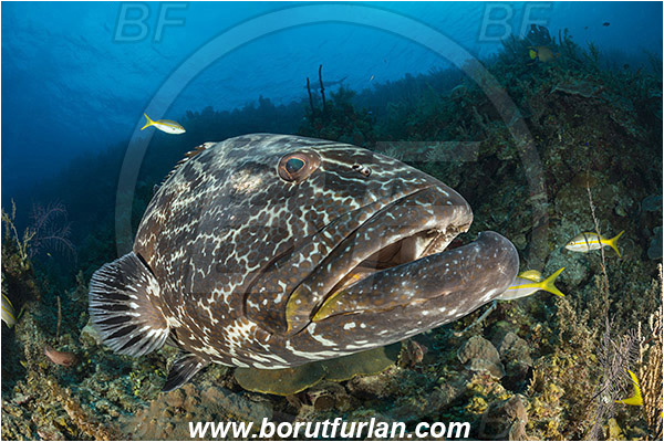 Jardines de la Reina, Cuba, Caribbean sea, Atlantic ocean, Mycteroperca bonaci, Mycteroperca, Serranidae, Black grouper, Grouper, Fish, Reef, Portrait