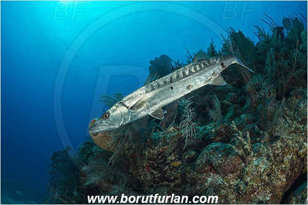Jardines de la Reina, Cuba, Caribbean sea, Atlantic ocean, Sphyraena barracuda, Sphyraena, Sphyraenidae, Great barracuda, Barracuda, Fish, Reef