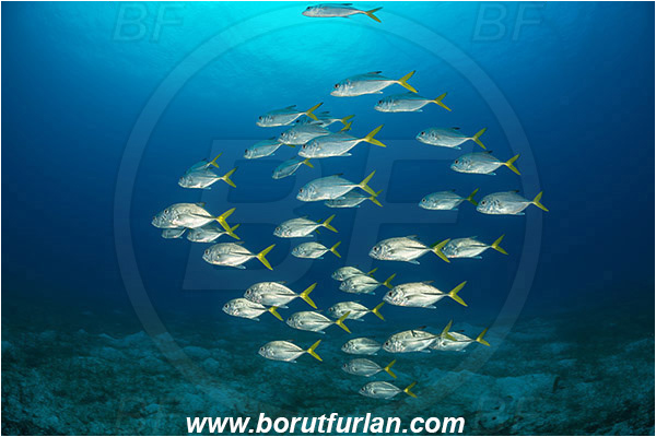 Jardines de la Reina, Cuba, Caribbean sea, Atlantic ocean, Caranx latus, Caranx, Carangidae, Horse-eye jack, Trevally, Jack, Fish, Fish school, Sand