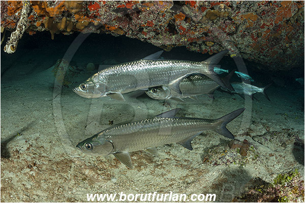 Jardines de la Reina, Cuba, Caribbean sea, Atlantic ocean, Megalops atlanticus, Megalops, Megalopidae, Atlantic tarpon, Tarpon, Fish, Fish school, Reef, Cave