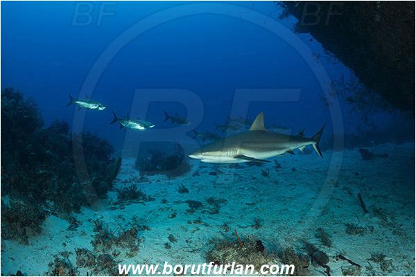 Jardines de la Reina, Cuba, Caribbean sea, Atlantic ocean, Carcharhinus perezii, Carcharhinus, Carcharhinidae, Elasmobranchii, Caribbean reef shark, Shark, Fish, Reef, Cave