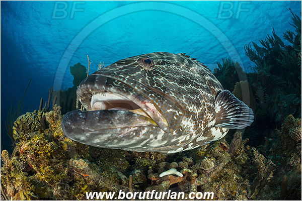 Jardines de la Reina, Cuba, Caribbean sea, Atlantic ocean, Mycteroperca bonaci, Mycteroperca, Serranidae, Black grouper, Grouper, Fish, Reef, Portrait