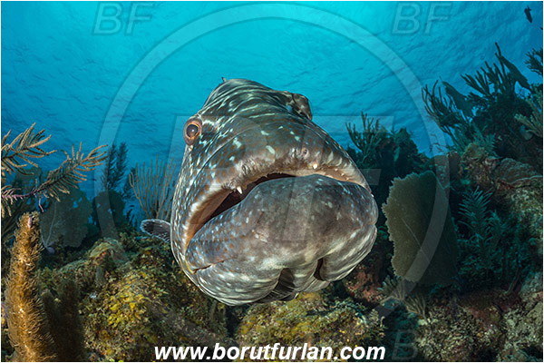 Jardines de la Reina, Cuba, Caribbean sea, Atlantic ocean, Mycteroperca bonaci, Mycteroperca, Serranidae, Black grouper, Grouper, Fish, Reef, Portrait