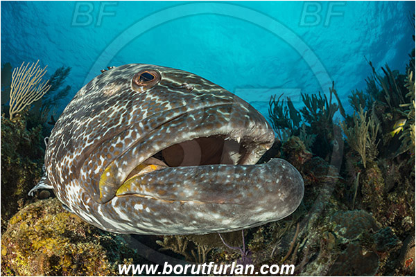 Jardines de la Reina, Cuba, Caribbean sea, Atlantic ocean, Mycteroperca bonaci, Mycteroperca, Serranidae, Black grouper, Grouper, Fish, Reef, Portrait