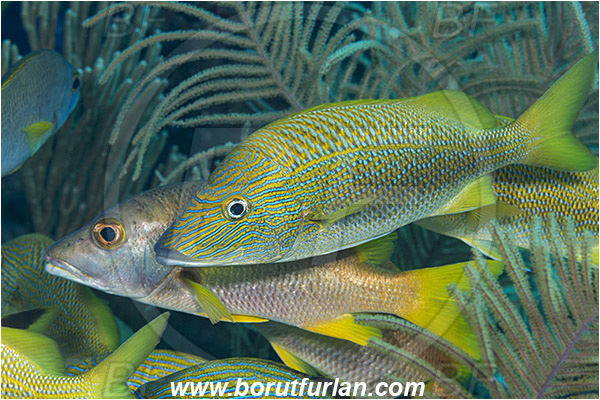 Jardines de la Reina, Cuba, Caribbean sea, Atlantic ocean, Haemulon plumierii, Haemulon, Haemulidae, White grunt, Grunt, Fish