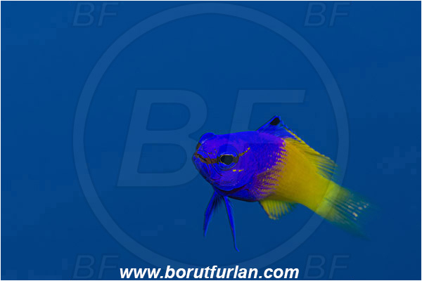 Jardines de la Reina, Cuba, Caribbean sea, Atlantic ocean, Gramma loreto, Gramma, Grammatidae, Royal gramma, Fairy Basslet, Fish