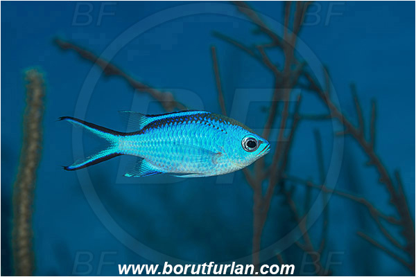 Jardines de la Reina, Cuba, Caribbean sea, Atlantic ocean, Chromis cyanea, Chromis, Pomacentridae, Blue chromis, Damselfish, Fish