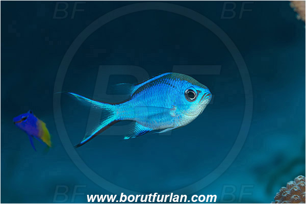 Jardines de la Reina, Cuba, Caribbean sea, Atlantic ocean, Chromis cyanea, Chromis, Pomacentridae, Blue chromis, Damselfish, Fish