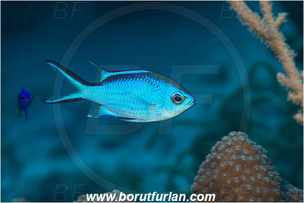 Jardines de la Reina, Cuba, Caribbean sea, Atlantic ocean, Chromis cyanea, Chromis, Pomacentridae, Blue chromis, Damselfish, Fish