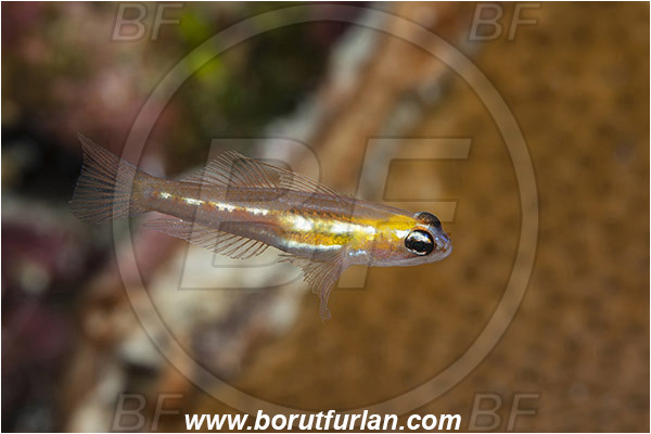 Jardines de la Reina, Cuba, Caribbean sea, Atlantic ocean, Coryphopterus personatus, Coryphopterus, Gobiidae, Masked goby, Goby, Fish