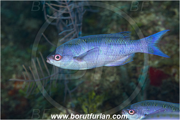 Jardines de la Reina, Cuba, Caribbean sea, Atlantic ocean, Clepticus parrae, Clepticus, Labridae, Creole wrasse, Juvenile, Wrasse, Fish