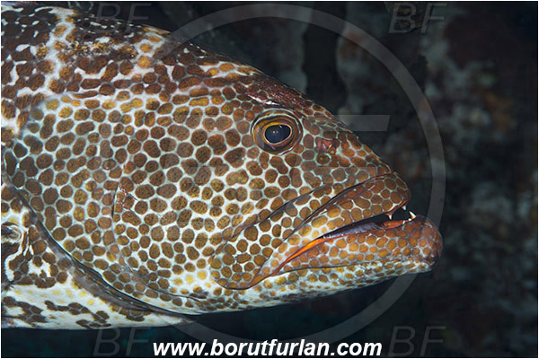 Jardines de la Reina, Cuba, Caribbean sea, Atlantic ocean, Mycteroperca tigris, Mycteroperca, Serranidae, Tiger grouper, Grouper, Fish, Portrait