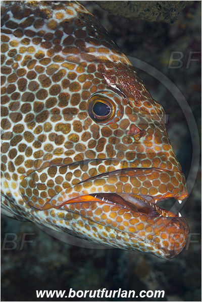 Jardines de la Reina, Cuba, Caribbean sea, Atlantic ocean, Mycteroperca tigris, Mycteroperca, Serranidae, Tiger grouper, Grouper, Fish, Portrait