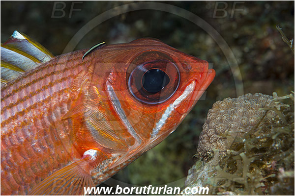 Jardines de la Reina, Cuba, Caribbean sea, Atlantic ocean, Sargocentron vexillarium, Sargocentron, Holocentridae, Dusky squirrelfish, Soldierfish, Fish, Portrait