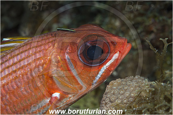 Jardines de la Reina, Cuba, Caribbean sea, Atlantic ocean, Sargocentron vexillarium, Sargocentron, Holocentridae, Dusky squirrelfish, Soldierfish, Fish, Portrait