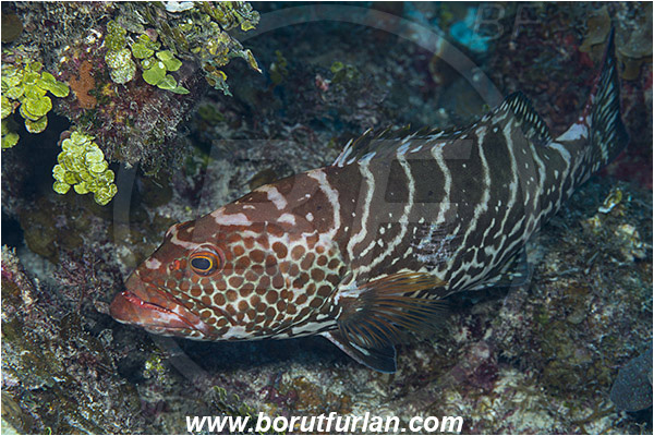 Jardines de la Reina, Cuba, Caribbean sea, Atlantic ocean, Mycteroperca tigris, Mycteroperca, Serranidae, Tiger grouper, Grouper, Fish
