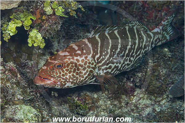 Jardines de la Reina, Cuba, Caribbean sea, Atlantic ocean, Mycteroperca tigris, Mycteroperca, Serranidae, Tiger grouper, Grouper, Fish