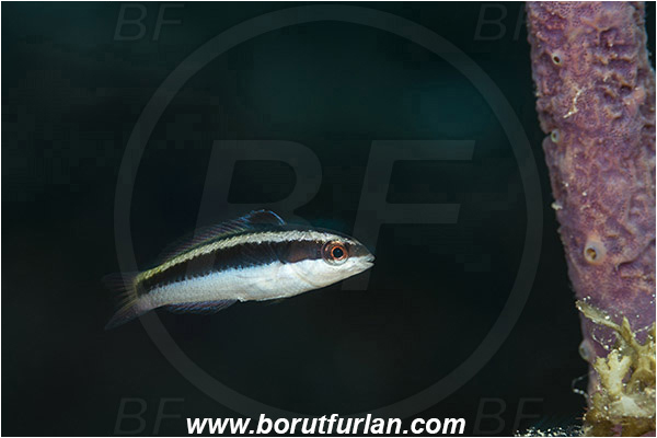 Jardines de la Reina, Cuba, Caribbean sea, Atlantic ocean, Thalassoma bifasciatum, Thalassoma, Labridae, Bluehead Wrasse, Wrasse, Fish, Intermediate