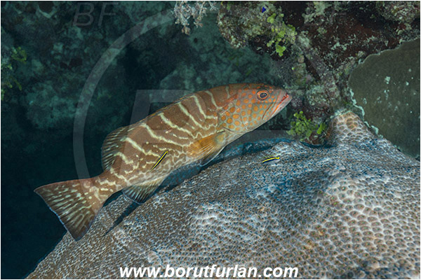 Jardines de la Reina, Cuba, Caribbean sea, Atlantic ocean, Mycteroperca tigris, Mycteroperca, Serranidae, Tiger grouper, Grouper, Fish