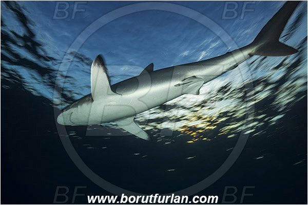 Jardines de la Reina, Cuba, Caribbean sea, Atlantic ocean, Carcharhinus falciformis, Carcharhinus, Carcharhinidae, Elasmobranchii, Silky shark, Shark, Fish, Evening, Sunset