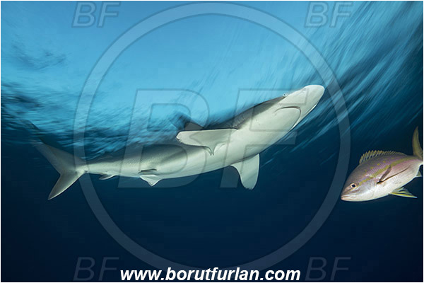 Jardines de la Reina, Cuba, Caribbean sea, Atlantic ocean, Carcharhinus falciformis, Carcharhinus, Carcharhinidae, Elasmobranchii, Silky shark, Shark, Fish, Evening, Moving, Long exposure