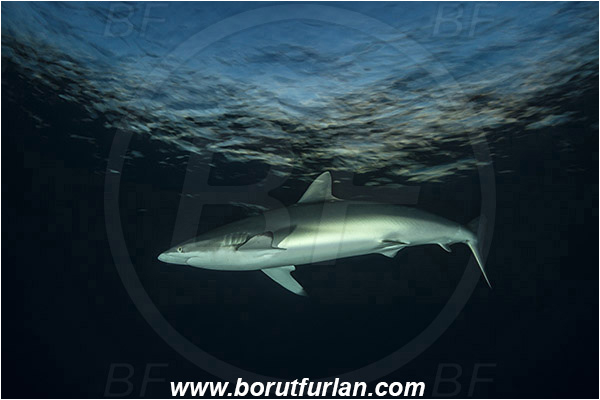 Jardines de la Reina, Cuba, Caribbean sea, Atlantic ocean, Carcharhinus falciformis, Carcharhinus, Carcharhinidae, Elasmobranchii, Silky shark, Shark, Fish, Evening