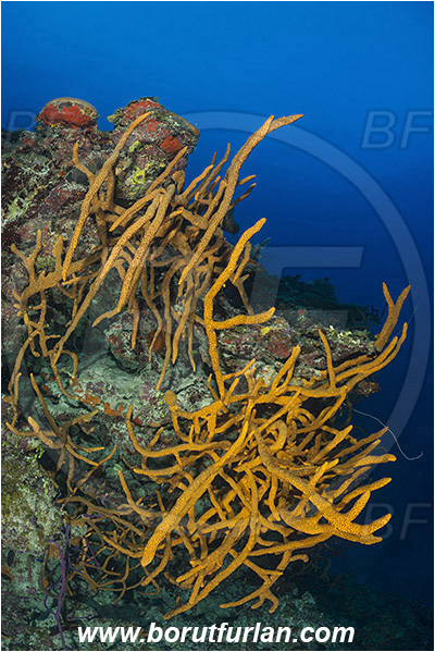 Jardines de la Reina, Cuba, Caribbean sea, Atlantic ocean, Aplysina fulva, Aplysina, Aplysinidae, Scattered pore rope sponge, Sponge, Porifera, Reef