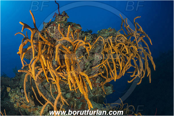 Jardines de la Reina, Cuba, Caribbean sea, Atlantic ocean, Aplysina fulva, Aplysina, Aplysinidae, Scattered pore rope sponge, Sponge, Porifera, Reef
