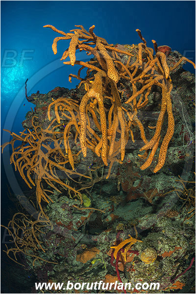 Jardines de la Reina, Cuba, Caribbean sea, Atlantic ocean, Aplysina fulva, Aplysina, Aplysinidae, Scattered pore rope sponge, Sponge, Porifera, Reef