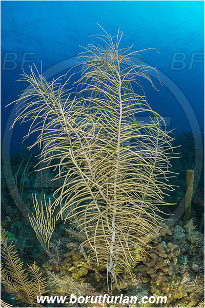 Jardines de la Reina, Cuba, Caribbean sea, Atlantic ocean, Antillogorgia bipinnata, Antillogorgia, Gorgoniidae, Bipinnate sea plume, Sea Plume, Coral, Cnidaria, Cnidarian, Reef