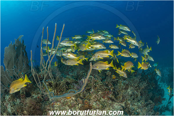 Jardines de la Reina, Cuba, Caribbean sea, Atlantic ocean, Lutjanus apodus, Lutjanus, Lutjanidae, Schoolmaster snapper, Snapper, Fish, Fish school, Reef