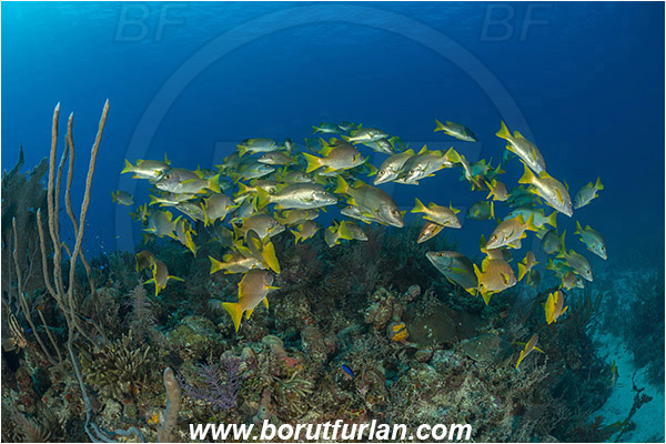 Jardines de la Reina, Cuba, Caribbean sea, Atlantic ocean, Lutjanus apodus, Lutjanus, Lutjanidae, Schoolmaster snapper, Snapper, Fish, Fish school, Reef