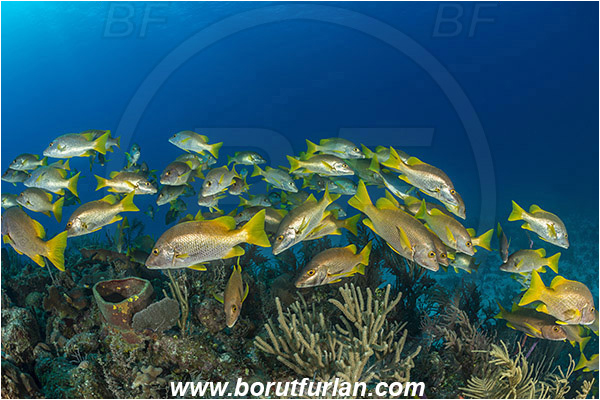 Jardines de la Reina, Cuba, Caribbean sea, Atlantic ocean, Lutjanus apodus, Lutjanus, Lutjanidae, Schoolmaster snapper, Snapper, Fish, Fish school, Reef