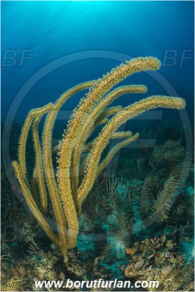 Jardines de la Reina, Cuba, Caribbean sea, Atlantic ocean, Pseudoplexaura sp., Pseudoplexaura, Plexauridae, Gorgonian porous sea rod, Soft coral, Coral, Anthozoa, Cnidaria, Cnidarian, Reef