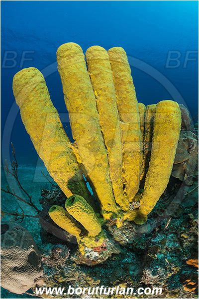 Jardines de la Reina, Cuba, Caribbean sea, Atlantic ocean, Aplysina fistularis, Aplysina, Aplysinidae, Yellow tube sponge, Sponge, Porifera, Reef