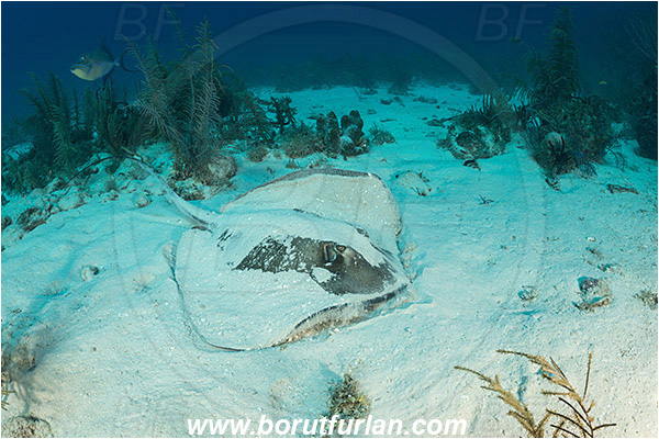 Jardines de la Reina, Cuba, Caribbean sea, Atlantic ocean, Hypanus americanus, Hypanus, Dasyatidae, Elasmobranchii, Southern stingray, Stingray, Fish, Reef, Sand