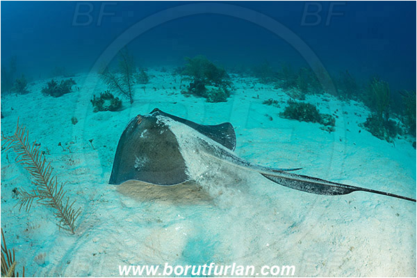 Jardines de la Reina, Cuba, Caribbean sea, Atlantic ocean, Hypanus americanus, Hypanus, Dasyatidae, Elasmobranchii, Southern stingray, Stingray, Fish, Reef, Sand