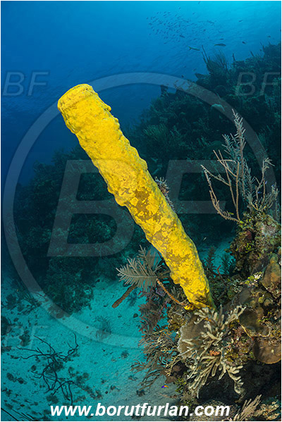 Jardines de la Reina, Cuba, Caribbean sea, Atlantic ocean, Aplysina fistularis, Aplysina, Aplysinidae, Yellow tube sponge, Sponge, Porifera, Reef
